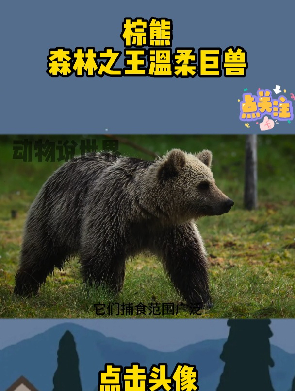 棕熊,森林之王,温柔巨兽