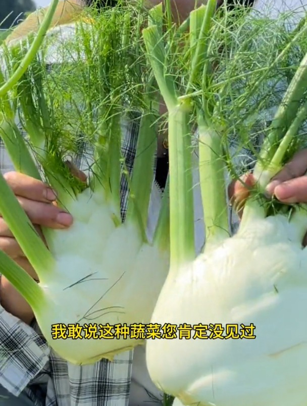 球茎茴香,一种很少见的蔬菜,一棵能吃好几年!