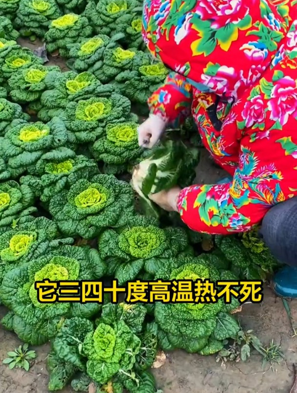 黄心乌正当种,比大白菜口感好,播种到收获需20多天