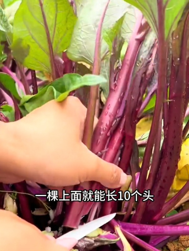 早熟红菜苔,越掐越旺长,耐寒性好营养价值高