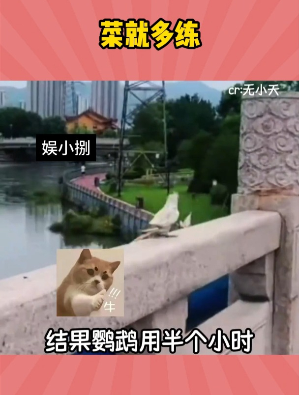 鹦鹉:你菜到家了!