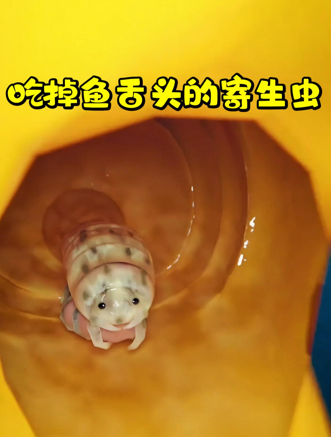 原来还有充当鱼舌头的寄生虫