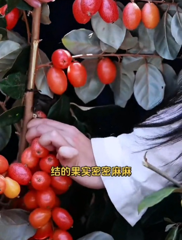 比榴莲还贵的羊奶果,市场上难买到,自己种植却很简单