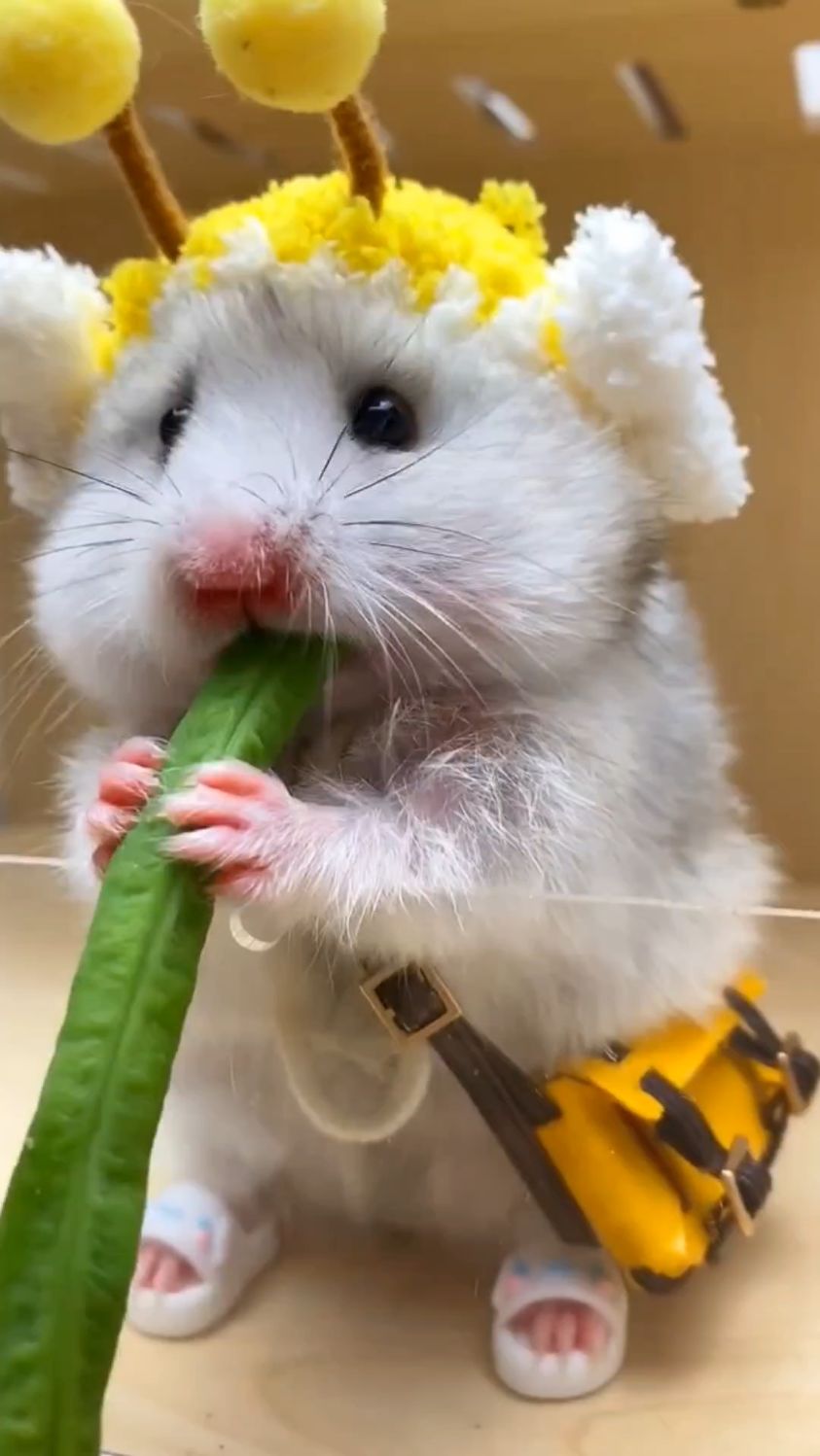 沉浸式吃水煮豇豆豆