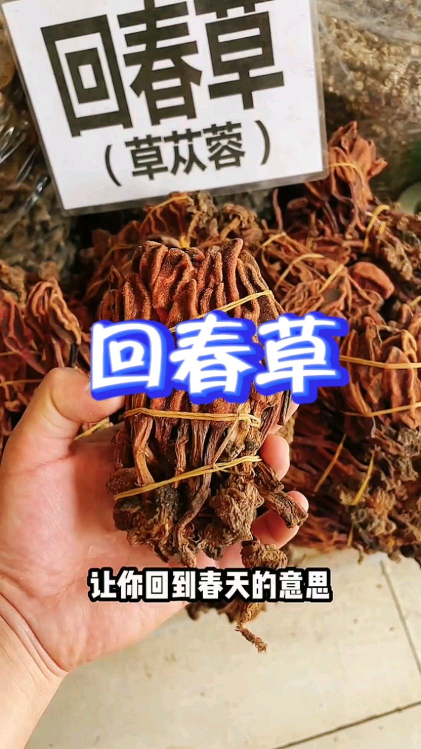 回春草又叫肉苁蓉,男士泡茶泡酒的好搭档