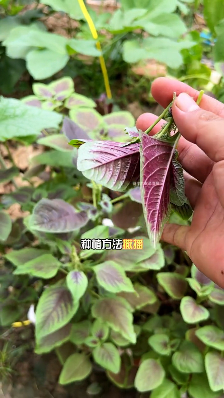 红叶县菜又名长寿菜营养膏种植时间秋
