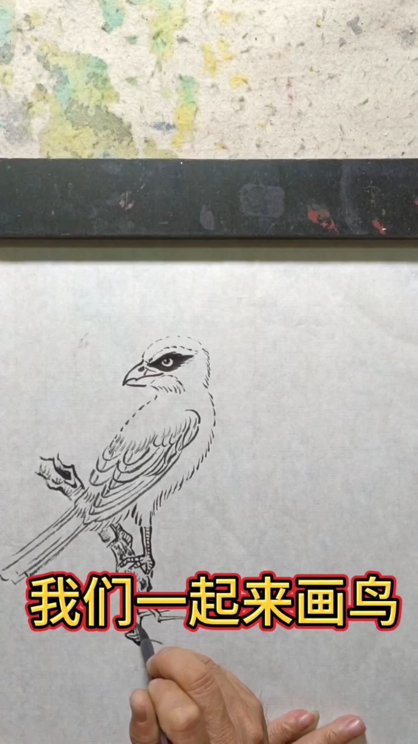 我们一起来线描画鸟
