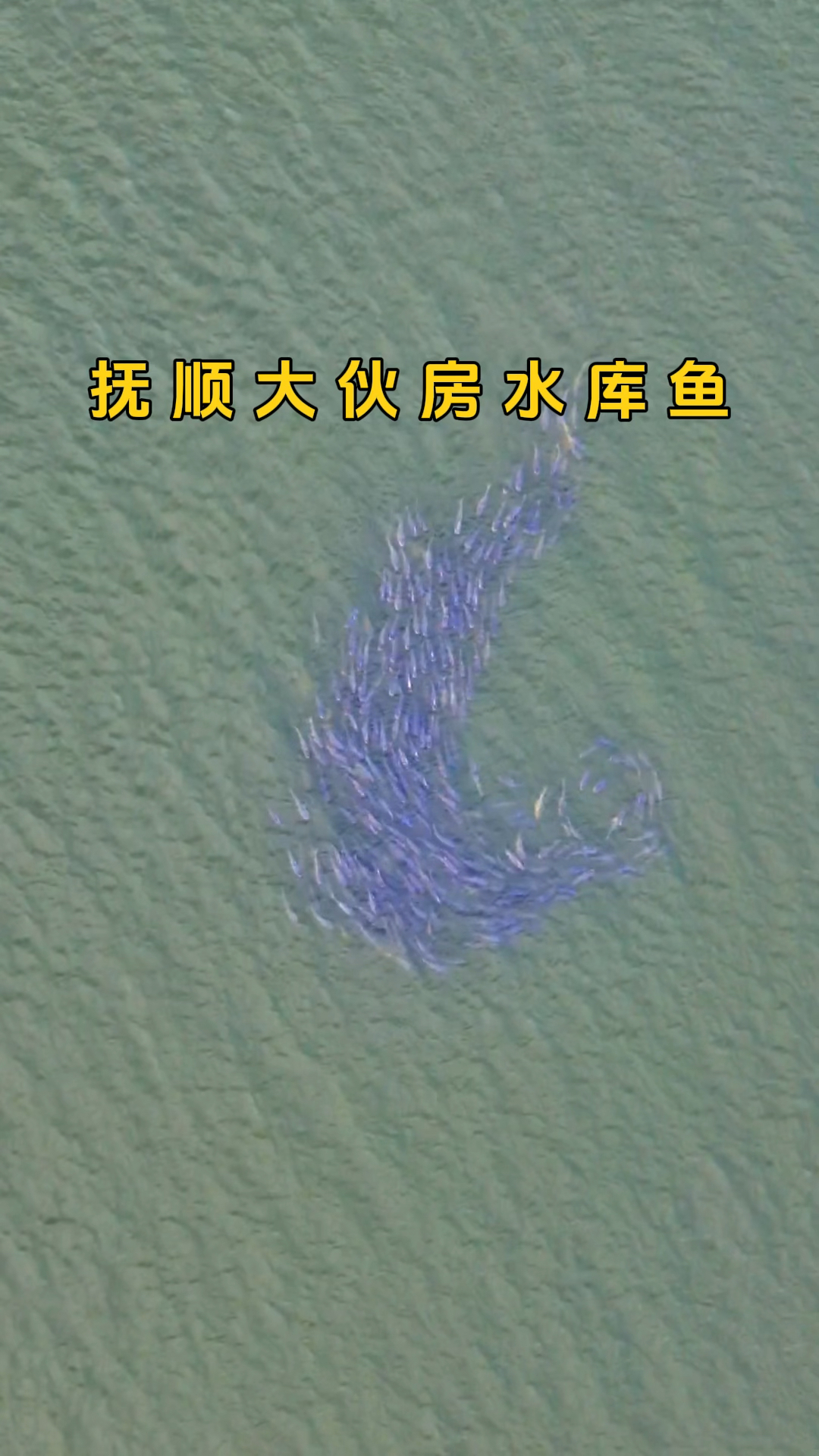 全国有名的抚顺市大伙房水库鱼,你了解吗?
