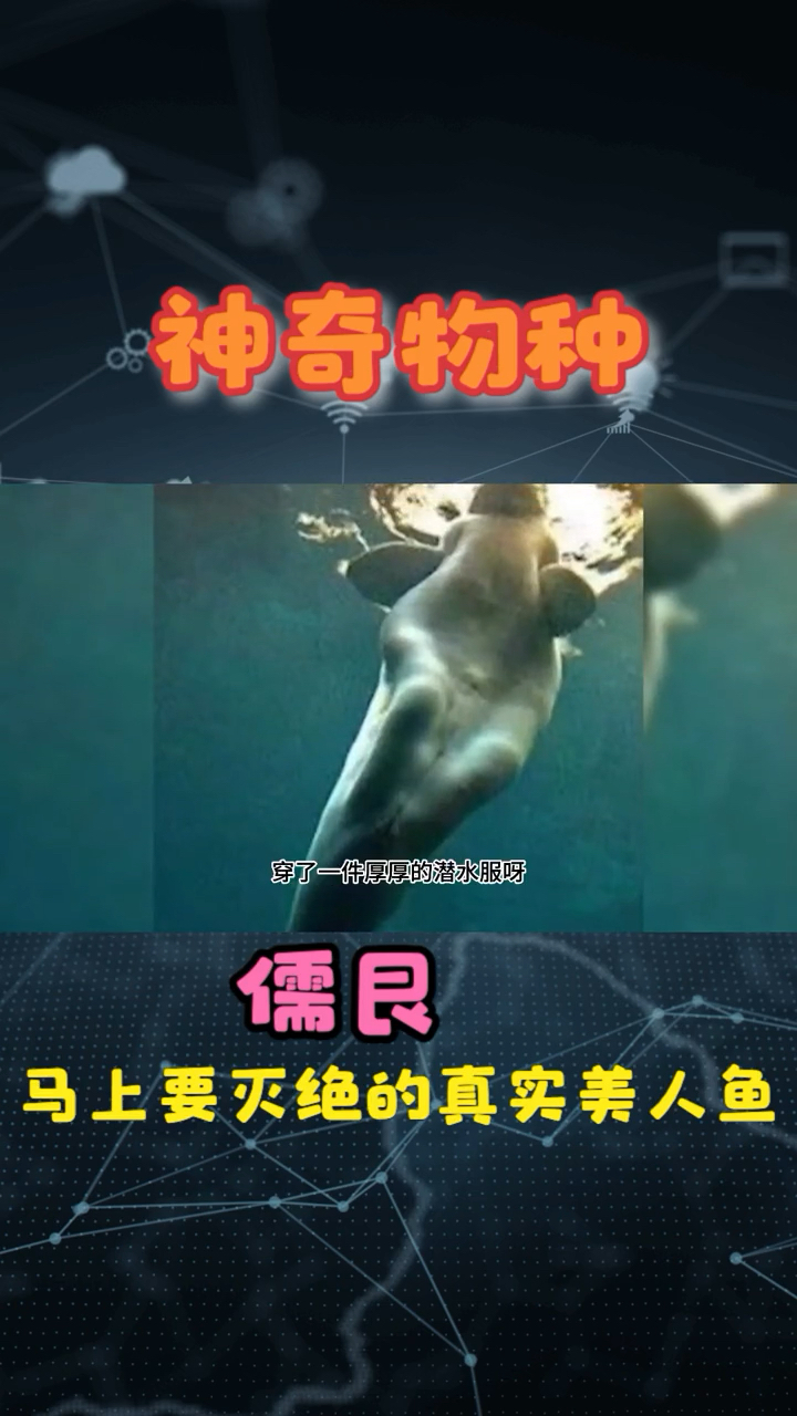 原来美人鱼是真实存在的呀?!