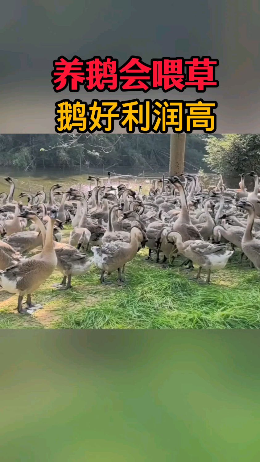 养鹅会喂草,鹅好利润高