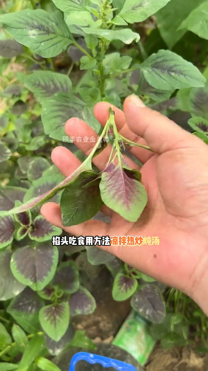 红叶苋菜生长快,南北方都能种。