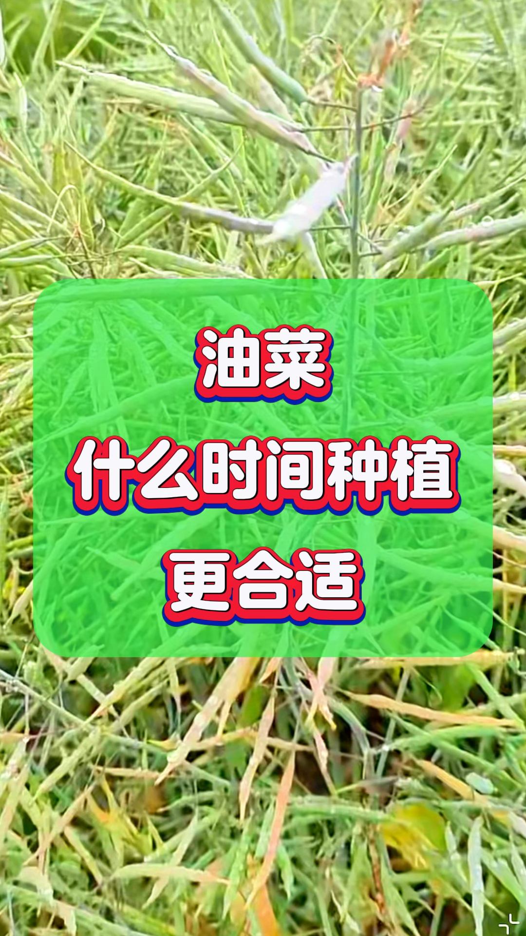 油菜什么时候种植更合适?