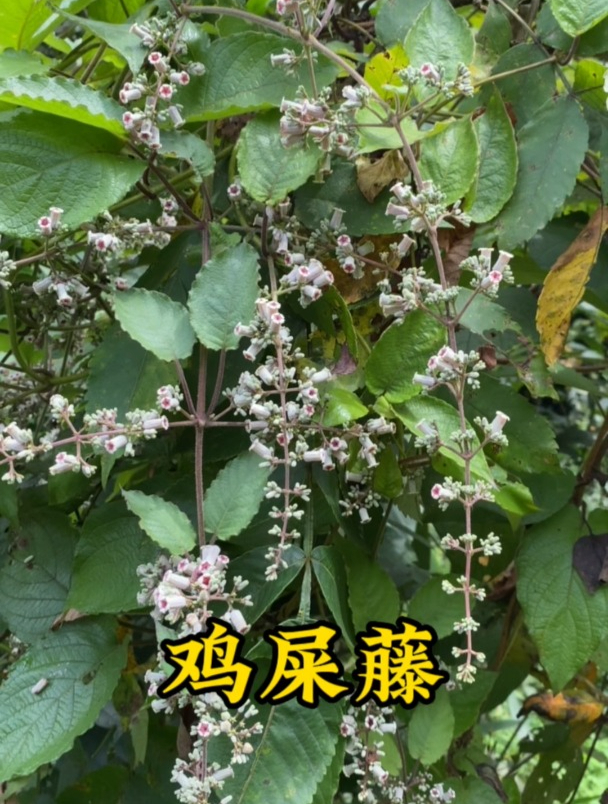 鸡屎藤虽“臭”,用处却很多,看看你认识吗?