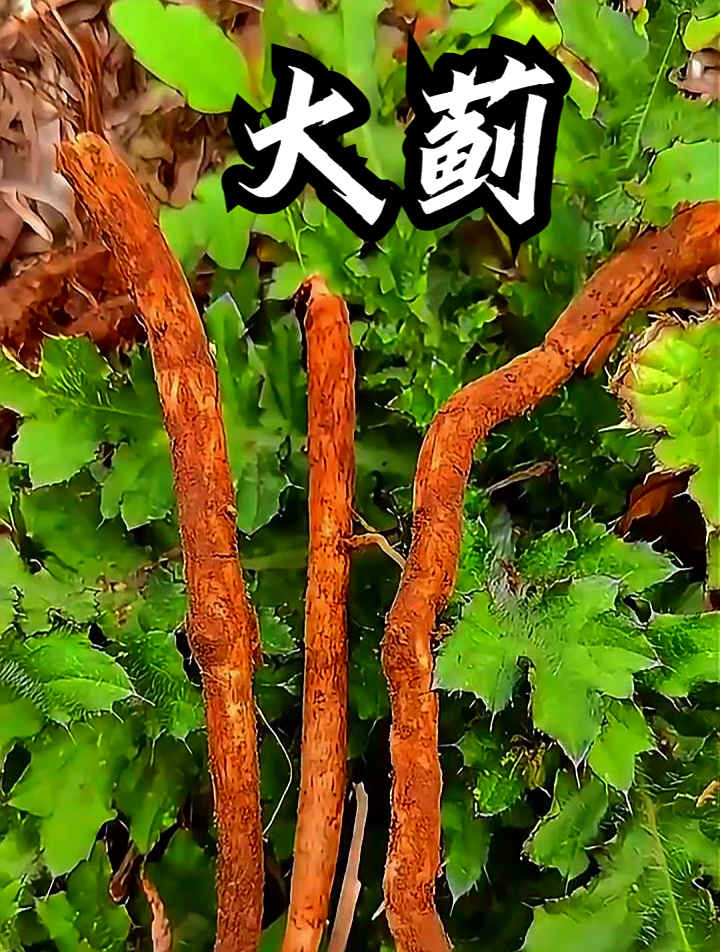 大蓟也叫金鸡草,拿它煲汤食用,可以补充身体营养