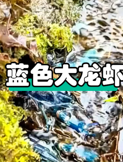 蓝色大龙虾,是什么品种呢?