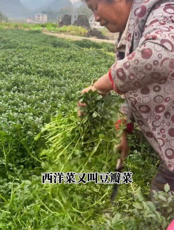 西洋菜又叫豆瓣菜,是多年生草本植物,如今市场却销声匿迹!