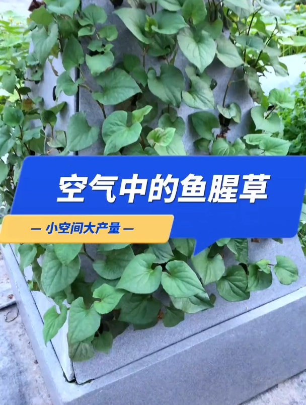 鱼腥草全新的种植方法,可轻松实现一边种植一边采摘食用