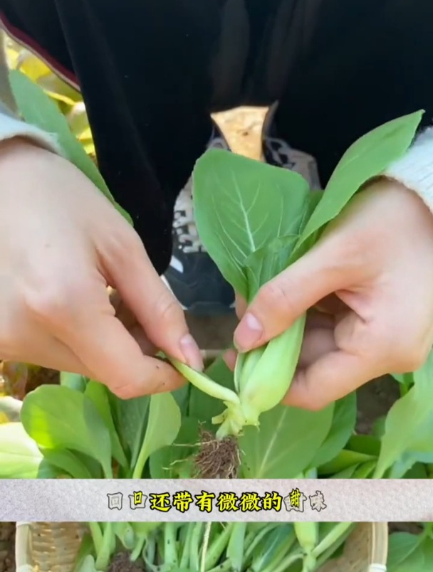 鸡毛菜这样种,全家不愁吃!