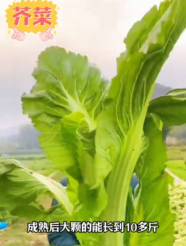 这种芥菜叶子大,一片就像一床被子!