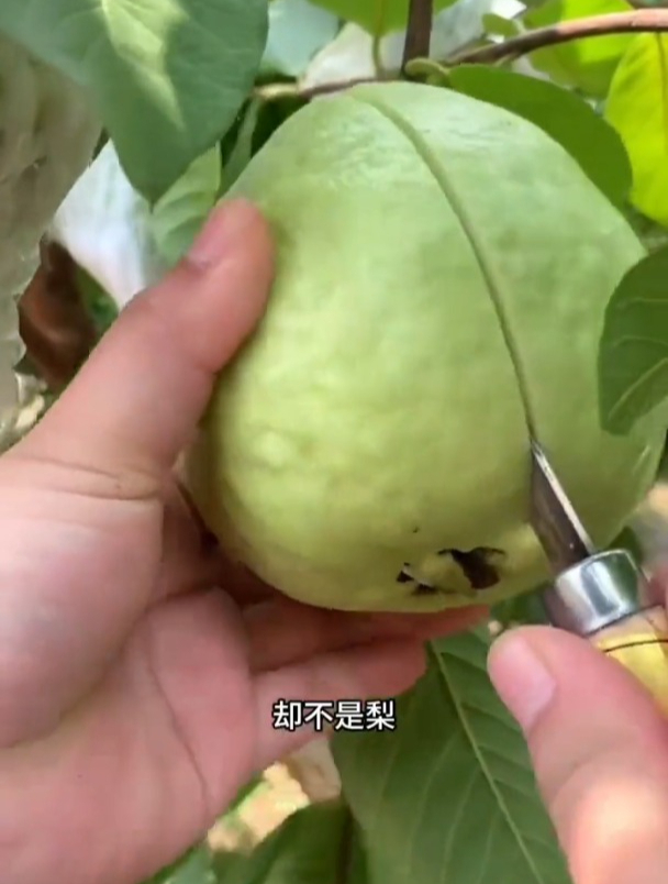芭乐又叫番石榴,种一棵就能结满树的果子,全家吃不完!
