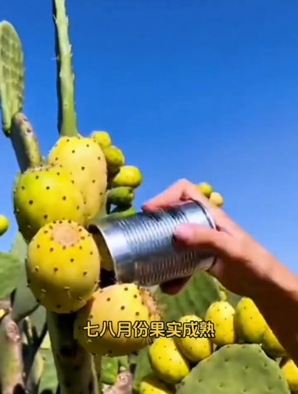 可以吃的米邦塔仙人掌,随便丢土里就能生长