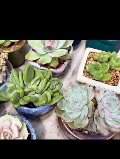 去年上百一颗的多肉金蝉,也叫潘多拉,不知道出状态后长啥样