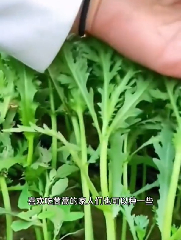 小叶茼蒿被称作“皇帝菜”,种植简单,撒播即可