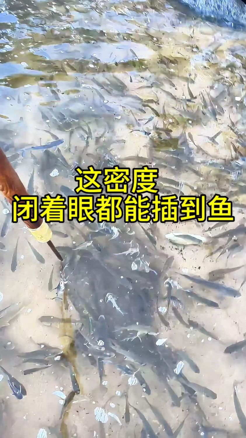 海边密密麻麻的全都是鱼,国外小伙儿拿着鱼叉闭着眼都能叉到!