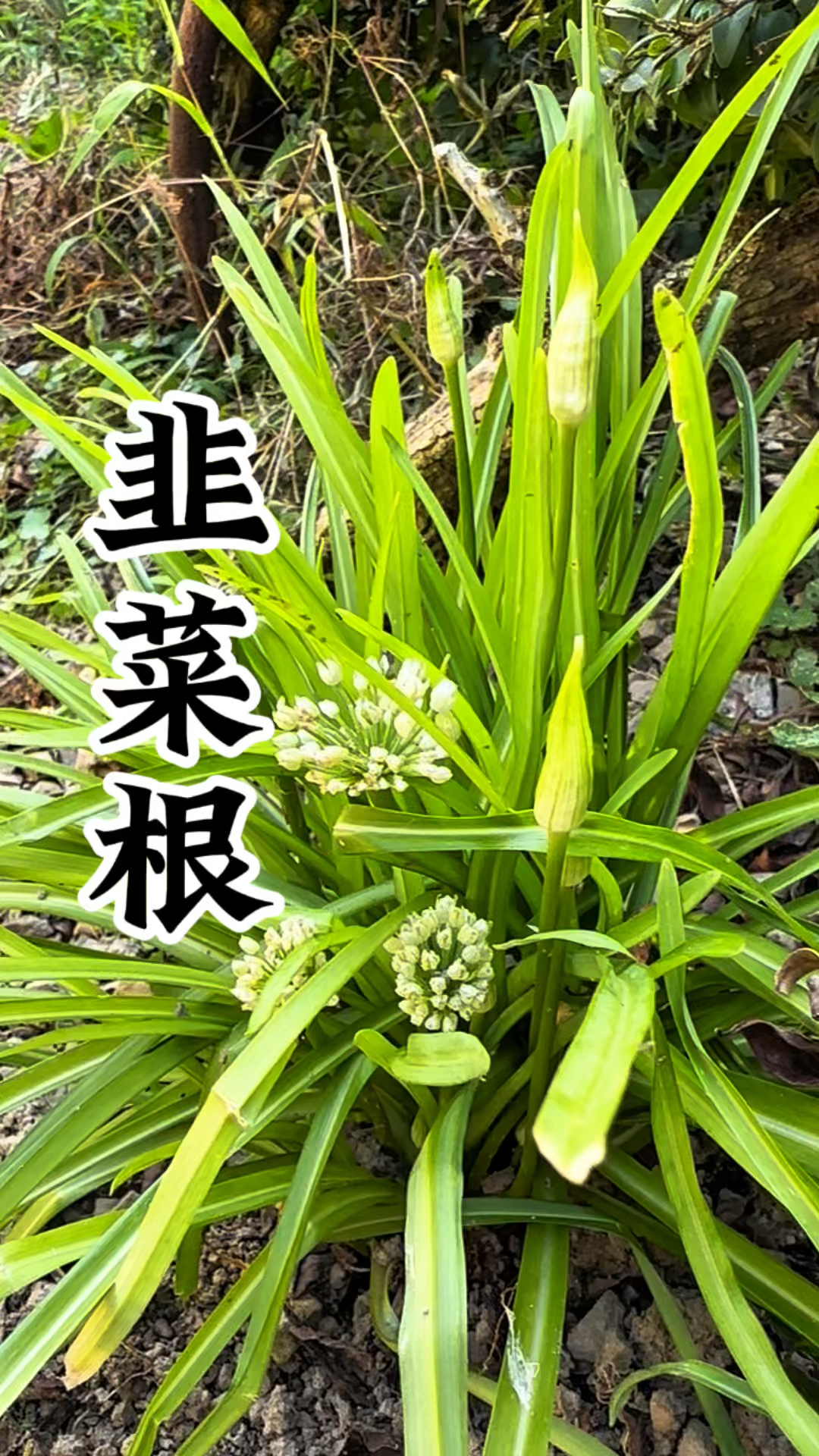 宽叶韭菜的根,妙用