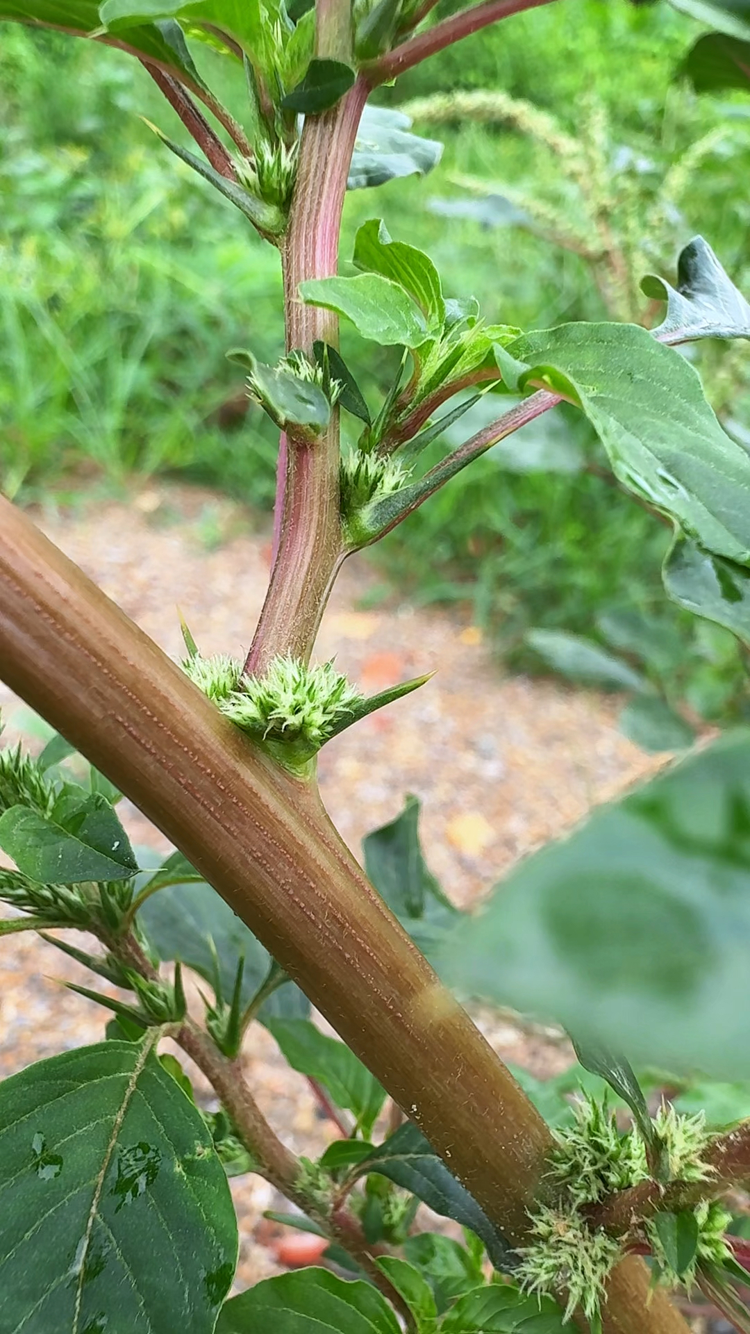 这种梗上带刺的植物叫刺苋,你认识吗?