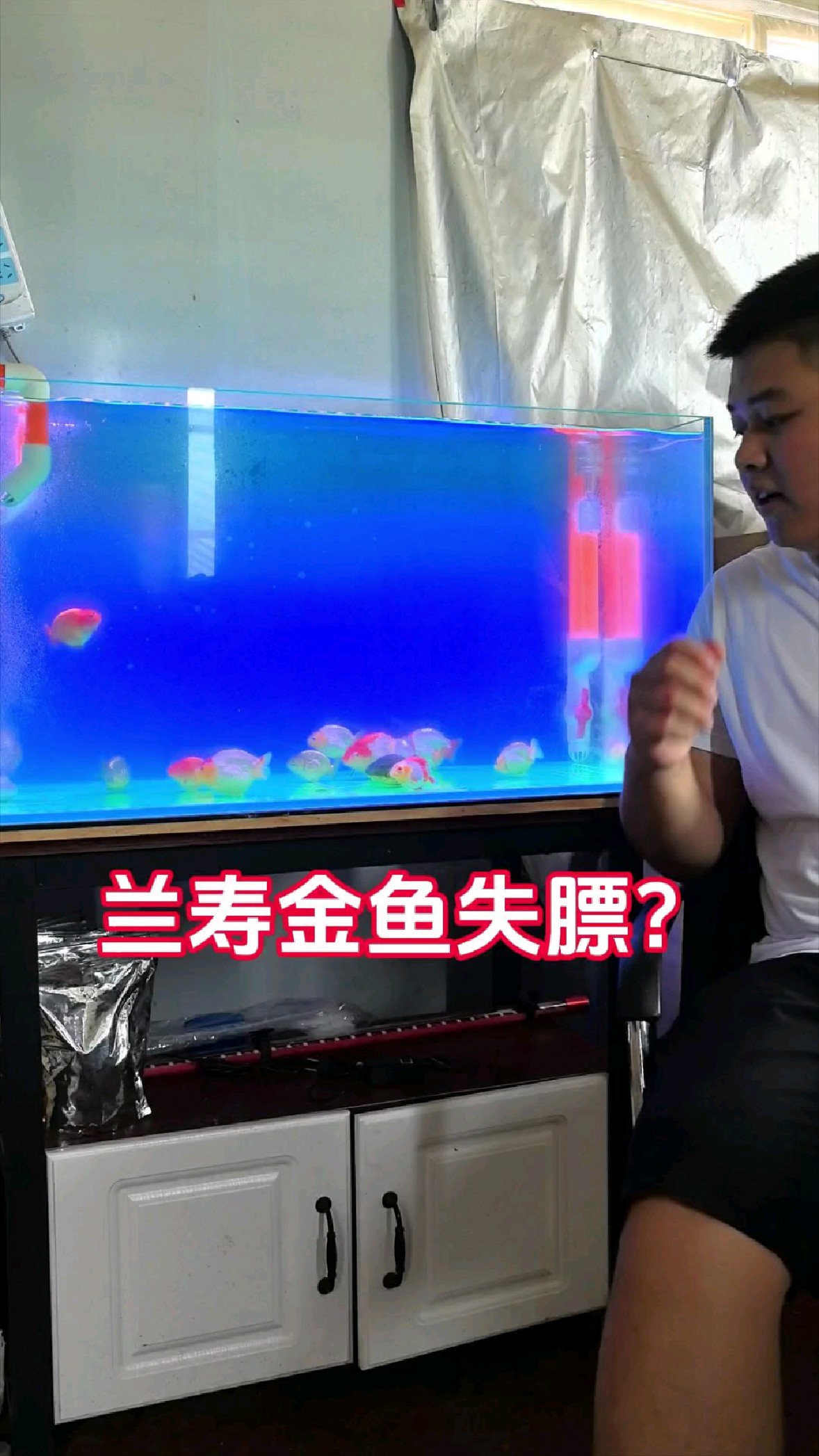 鱼友们经历过兰寿金鱼失膘吗?你们是怎么治好的