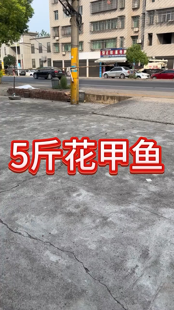 5斤多的野生甲鱼,一级品相,花色非常好看