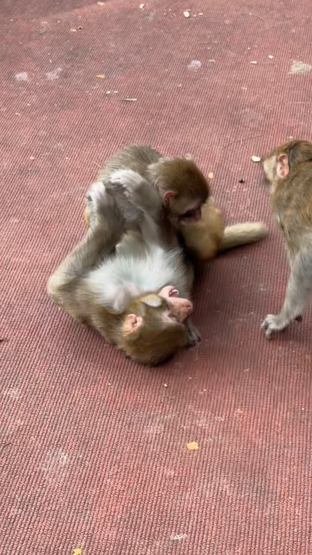 小猴打架两个欺负一个。