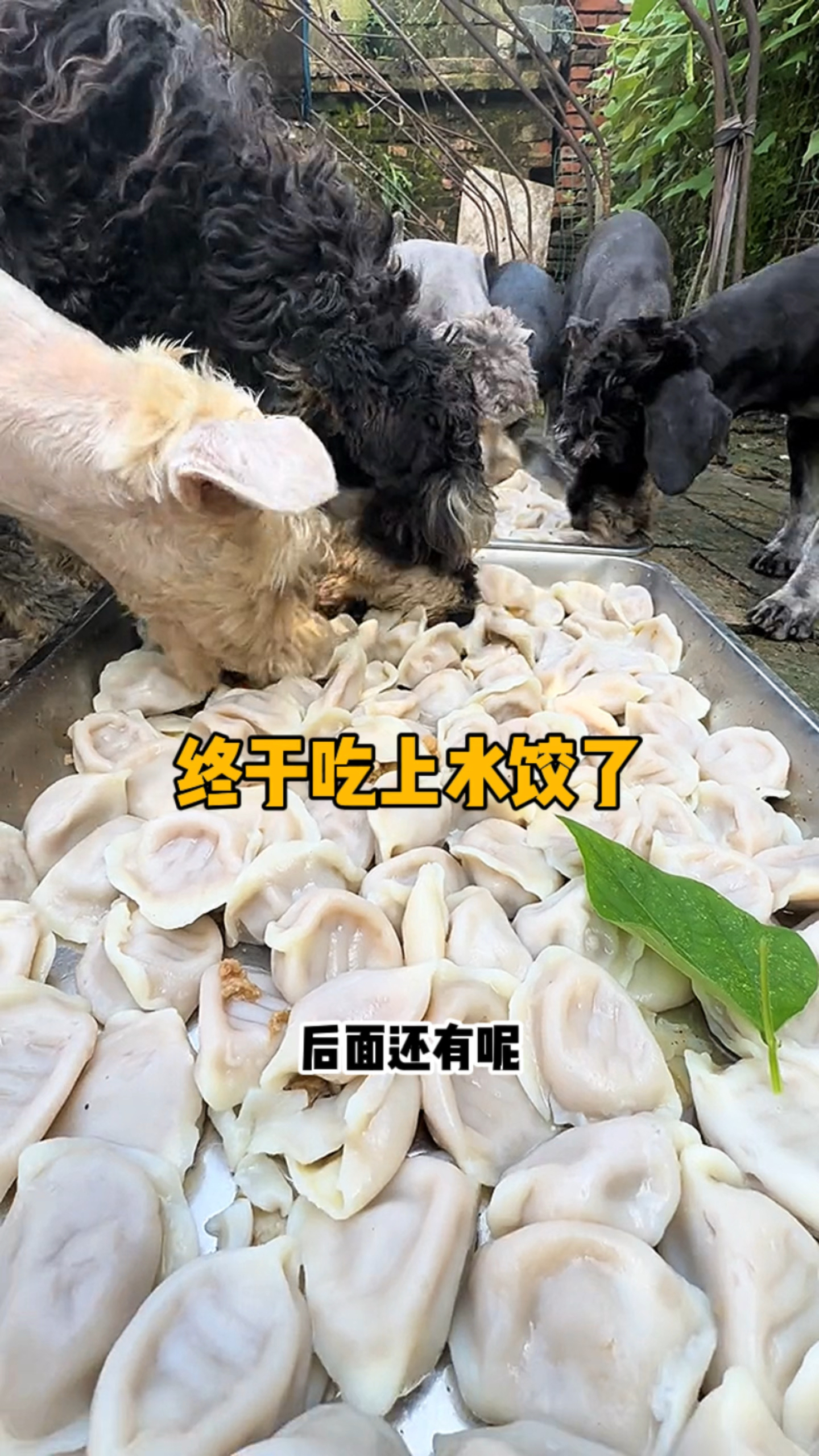 狗狗终于实现水饺自由了