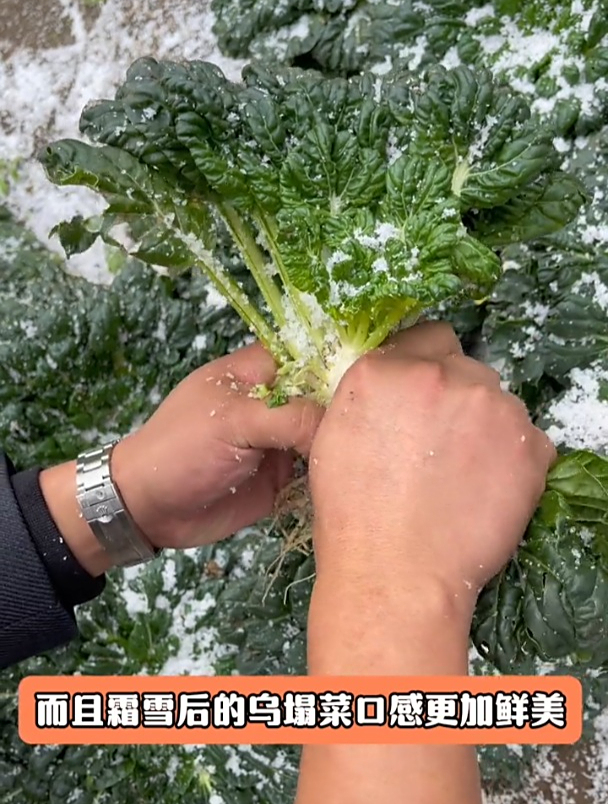 黄心乌也叫雪地金花,耐寒采收时间长,秋播可别落下它