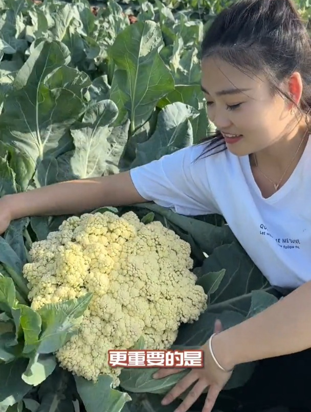 好看的蔬菜不少,像白花菜这么好看的却不多!