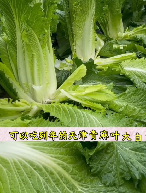 老品种清麻叶大白菜,较少见卖价贵,种植起来特简单