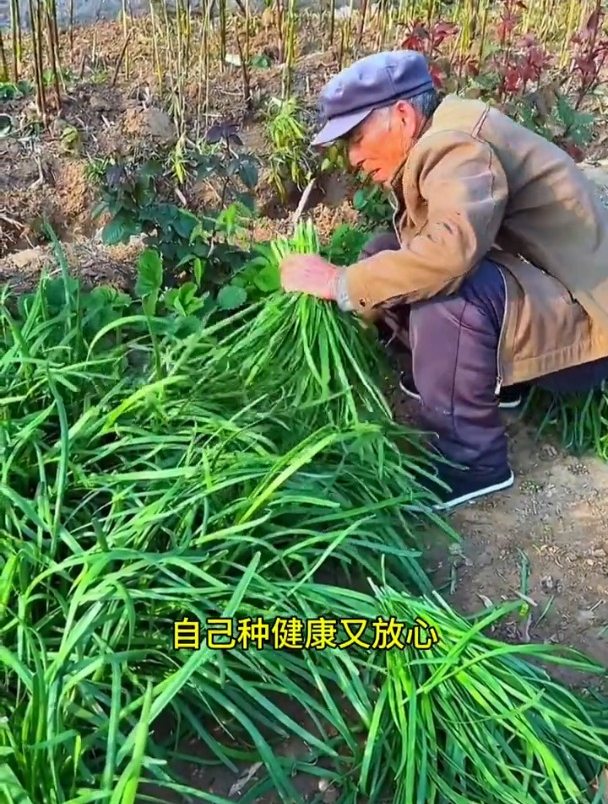 紫根宽叶韭菜根撒籽浇水即可生长,足不出户也能吃到新鲜菜