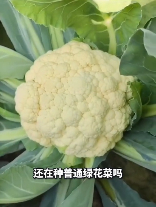 白花菜如花朵般美丽,营养丰富产量高