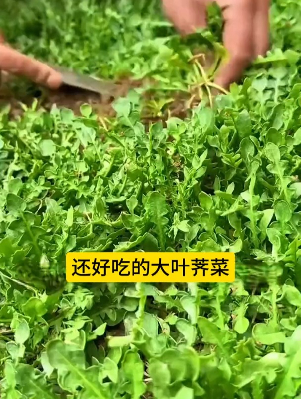 这个菜,在一些人眼里是野菜,却在另一些人眼中美味似羊肉