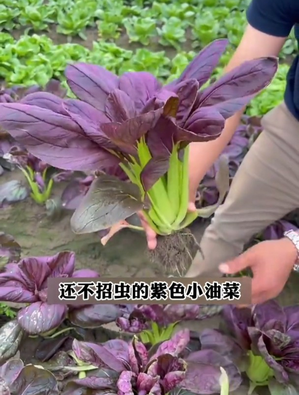 这种紫色油菜,好吃好看还能当盆栽!亩产5000斤,市场供不应求!