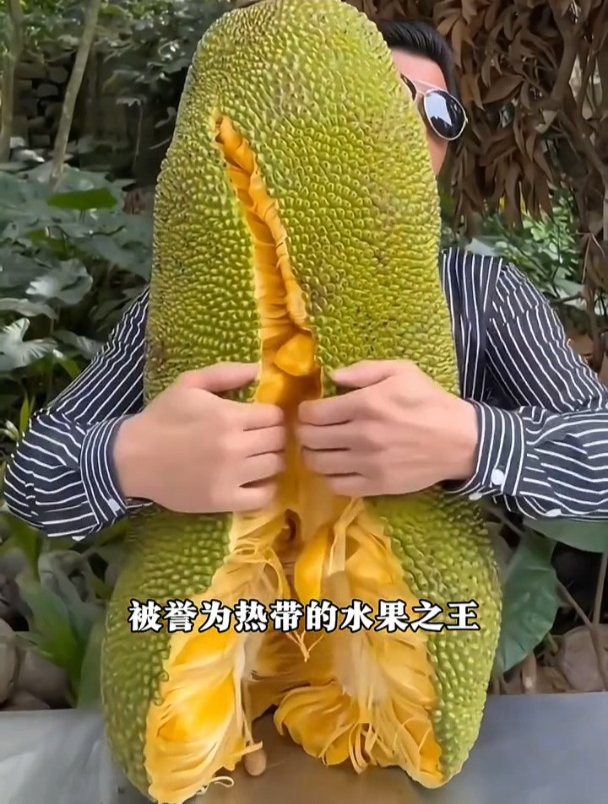 这个水果,看着像菠萝蜜,其实是榴莲和菠萝蜜的结合体!