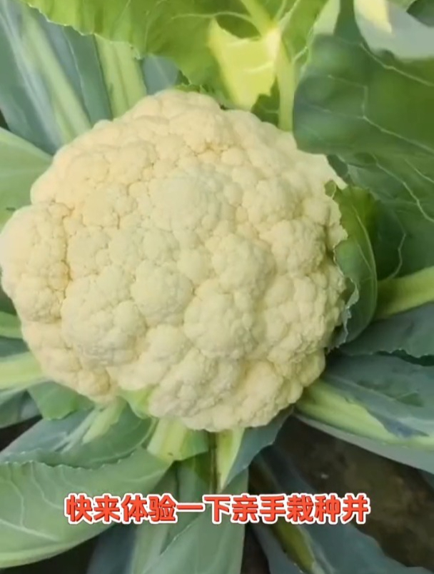 营养远超西兰花的白花菜,种植简单产量高,随便种一点全家不愁吃