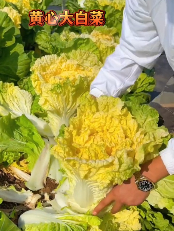 黄心大白菜味道赛牛肉,炒菜炖汤脆嫩香甜,撒播即可种植