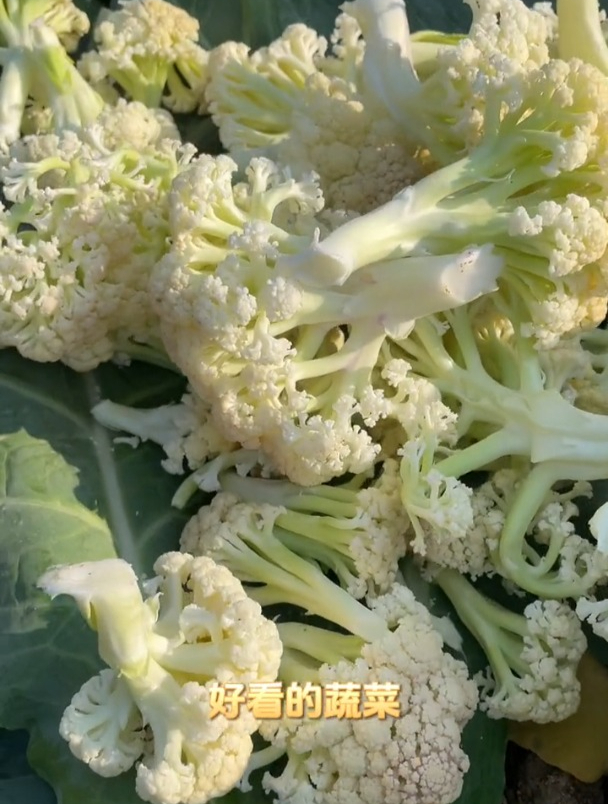 白花菜营养丰富好种植,凉拌、热炒、涮火锅都是一绝!
