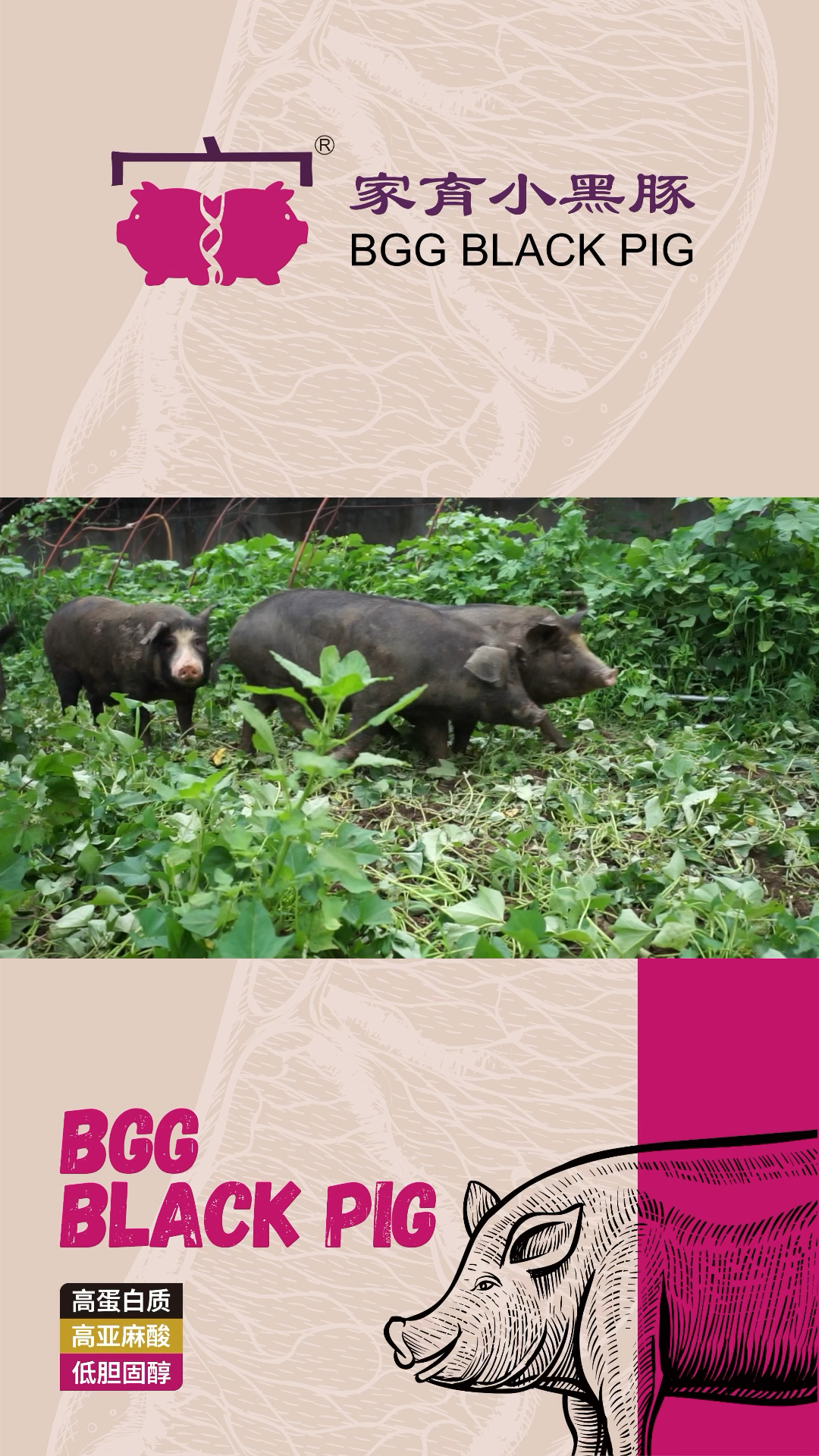 家育小黑豚猪肉口感为何获得青睐?看看肉质检测数据就知道了!