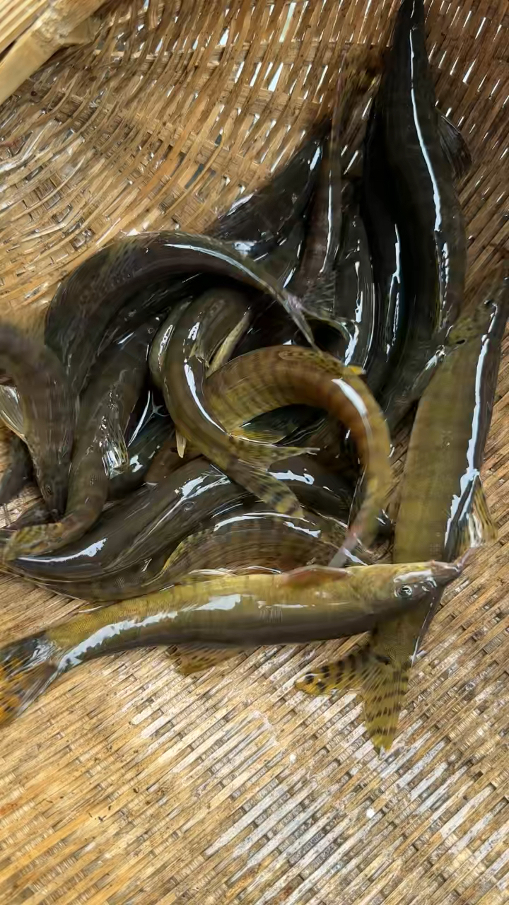 野生沙鳅,高端淡水鱼。