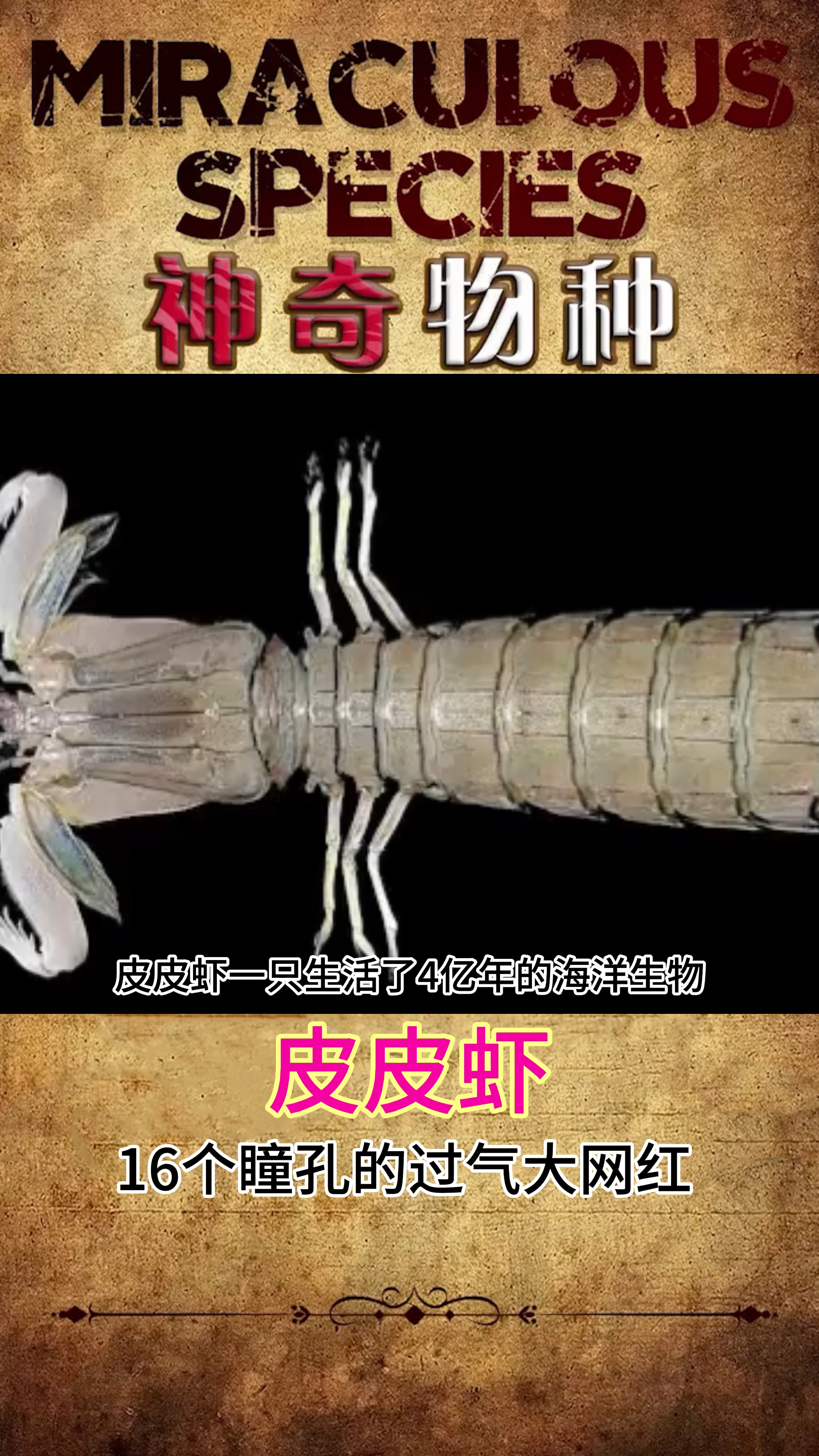 皮皮虾我们走去找一个男朋友