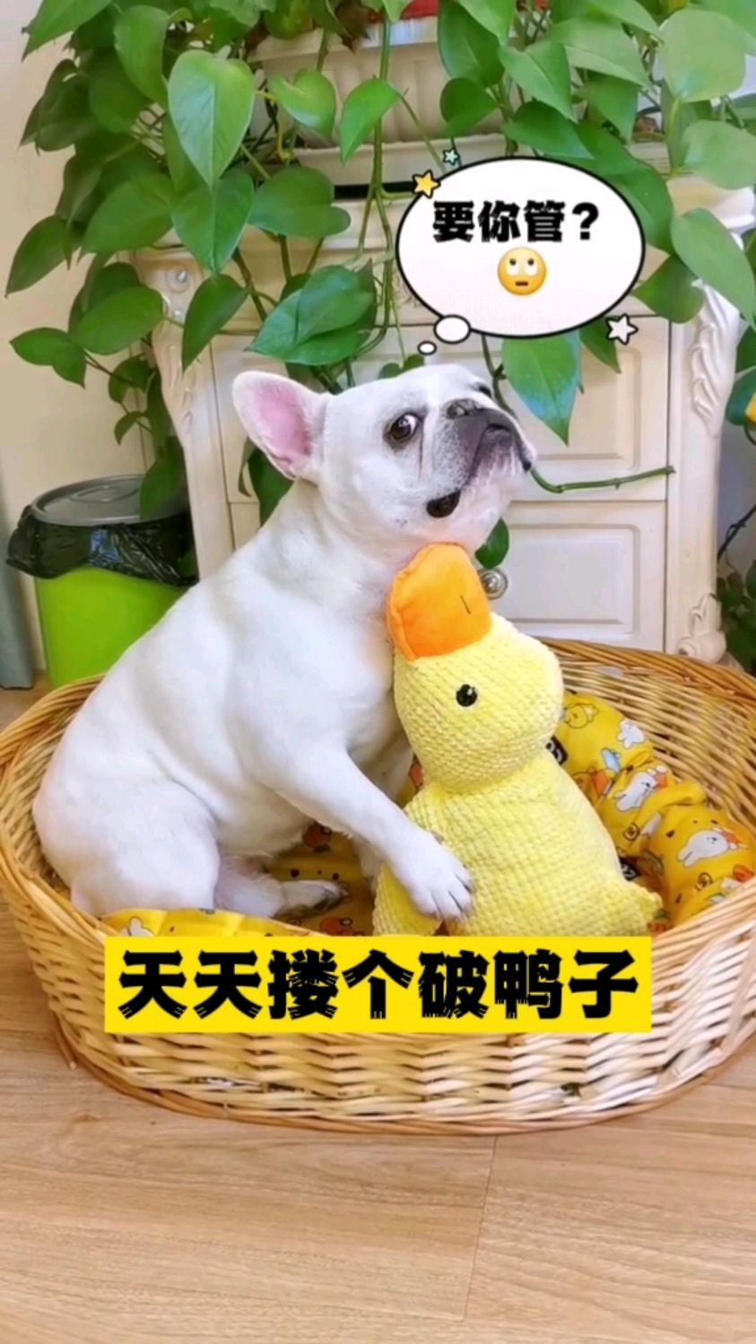 上班不能陪狗子,它自己在家其实很孤单的。幸好有这个小鸭鸭陪它