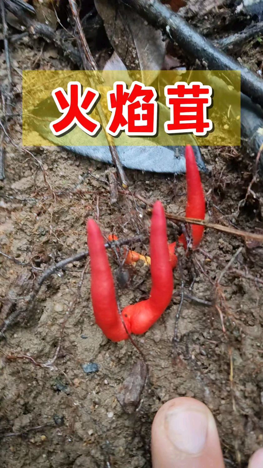 火焰茸(鹿角状木霉),有毒